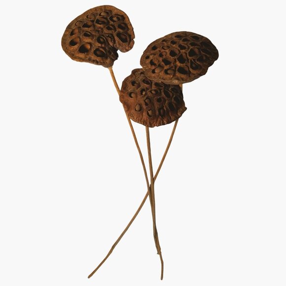 Dried Lotus Pods Stems Crafts Home Floral Decor Natural Brown Lot 3 - Picture 2 of 8
